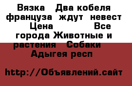  Вязка ! Два кобеля француза ,ждут  невест.. › Цена ­ 11 000 - Все города Животные и растения » Собаки   . Адыгея респ.